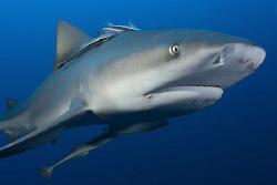 Zambezi shark taken at Pinnacles, Mozambique. by Charles Wright 